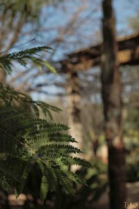 DSCF0607